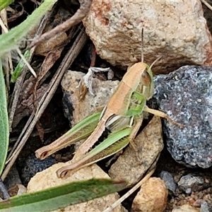 Praxibulus sp. (genus) (A grasshopper) at Goulburn, NSW by trevorpreston