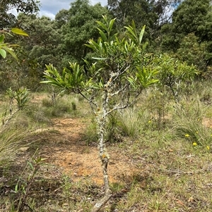 Acacia melanoxylon at Harolds Cross, NSW - 7 Dec 2024 11:30 AM