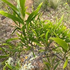 Acacia melanoxylon at Harolds Cross, NSW - 7 Dec 2024