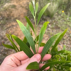 Acacia melanoxylon at Harolds Cross, NSW - 7 Dec 2024