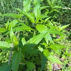 Persicaria lapathifolia at Harolds Cross, NSW - 8 Dec 2024 11:02 AM