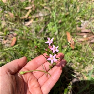 Centaurium erythraea at Harolds Cross, NSW - 7 Dec 2024 11:37 AM