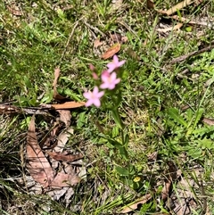 Centaurium erythraea at Harolds Cross, NSW - 7 Dec 2024 11:37 AM