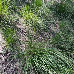 Poa helmsii (Broad-leaved Snow Grass) at Harolds Cross, NSW by courtneyb