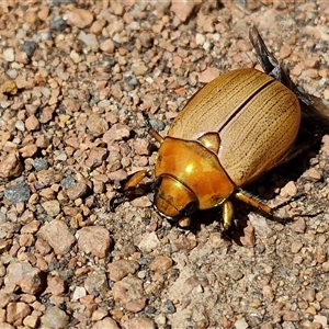 Anoplognathus brunnipennis at Lyneham, ACT - 6 Dec 2024 03:06 PM