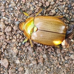 Anoplognathus brunnipennis at Lyneham, ACT - 6 Dec 2024 03:06 PM