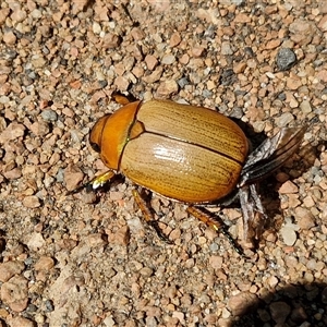 Anoplognathus brunnipennis at Lyneham, ACT - 6 Dec 2024 03:06 PM