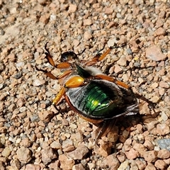 Anoplognathus brunnipennis at Lyneham, ACT - 6 Dec 2024 03:06 PM