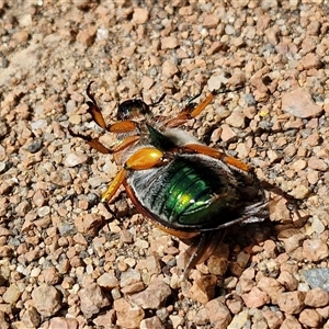 Anoplognathus brunnipennis at Lyneham, ACT - 6 Dec 2024