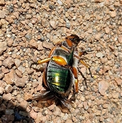 Anoplognathus brunnipennis at Lyneham, ACT - 6 Dec 2024 03:06 PM