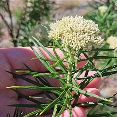 Cassinia longifolia (Shiny Cassinia, Cauliflower Bush) at Hawker, ACT - 8 Dec 2024 by sangio7