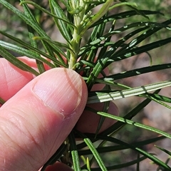 Cassinia longifolia at Hawker, ACT - 8 Dec 2024 10:10 AM