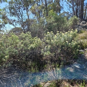 Cassinia longifolia at Hawker, ACT - 8 Dec 2024