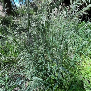 Holcus lanatus at Harolds Cross, NSW - 8 Dec 2024 11:02 AM