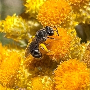 Lasioglossum (Chilalictus) sp. (genus & subgenus) at Ainslie, ACT - 8 Dec 2024 01:17 PM