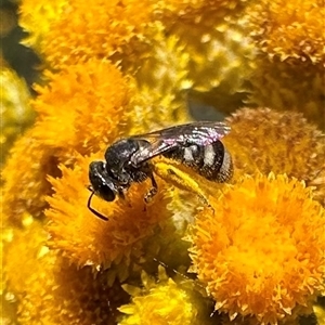 Lasioglossum (Chilalictus) sp. (genus & subgenus) at Ainslie, ACT - 8 Dec 2024 01:17 PM