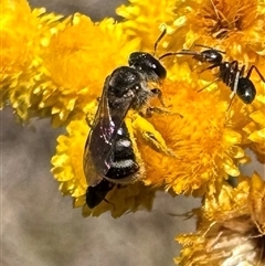 Lasioglossum (Chilalictus) sp. (genus & subgenus) at Ainslie, ACT - 8 Dec 2024 01:17 PM