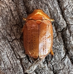 Anoplognathus porosus (Porosus Christmas beetle) at Ainslie, ACT - 8 Dec 2024 by Pirom