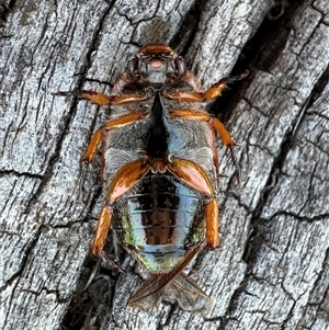 Anoplognathus porosus at Ainslie, ACT - 8 Dec 2024 12:48 PM