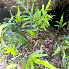 Zealandia pustulata (Kangaroo Fern) at Harolds Cross, NSW - 7 Dec 2024 by courtneyb