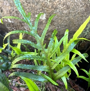 Zealandia pustulata at Harolds Cross, NSW - suppressed