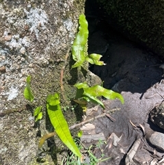 Zealandia pustulata (Kangaroo Fern) at Harolds Cross, NSW - 7 Dec 2024 by courtneyb