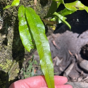 Zealandia pustulata at Harolds Cross, NSW - 8 Dec 2024