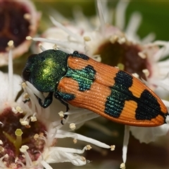 Castiarina hilaris (A jewel beetle) at Jerrabomberra, NSW - 8 Dec 2024 by DianneClarke