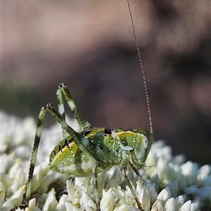 Phaneropterinae (subfamily) at Wamboin, NSW - 8 Dec 2024 09:09 AM