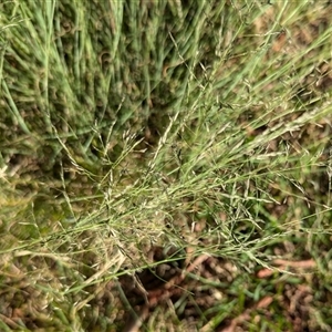 Eragrostis curvula at Page, ACT - 8 Dec 2024