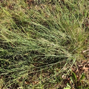 Eragrostis curvula at Page, ACT - 8 Dec 2024