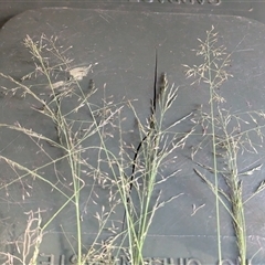 Eragrostis curvula at Page, ACT - 8 Dec 2024