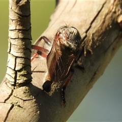 Neoaratus hercules (Herculean Robber Fly) at Murrumbateman, NSW - 8 Dec 2024 by SimoneC