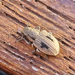 Eurymetopus birabeni (Weevil) at Goulburn, NSW - 8 Dec 2024 by trevorpreston