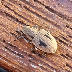 Eurymetopus birabeni (Weevil) at Goulburn, NSW by trevorpreston