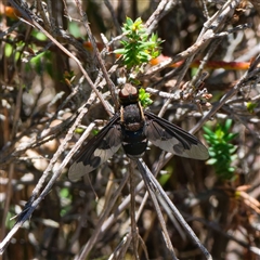 Balaana sp. (genus) (Bee Fly) at Kambah, ACT - 8 Dec 2024 by DPRees125