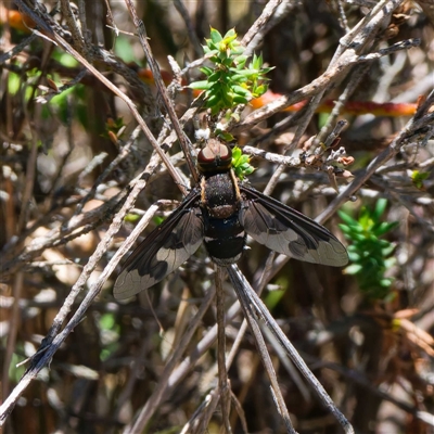 Balaana sp. (genus) (Bee Fly) at Kambah, ACT - 8 Dec 2024 by DPRees125