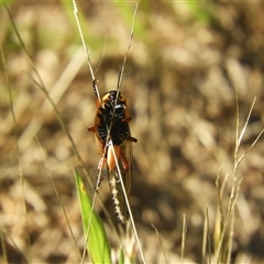 Colepia sp. (genus) at Murrumbateman, NSW - 8 Dec 2024 05:01 PM