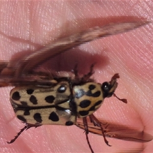 Neorrhina punctatum at Carwoola, NSW - 8 Dec 2024