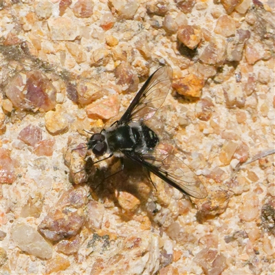 Thraxan sp. (genus) (A bee fly) at Kambah, ACT - 8 Dec 2024 by DPRees125