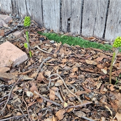 Arum italicum (Italian Arum) at Downer, ACT - 8 Dec 2024 by pbms123