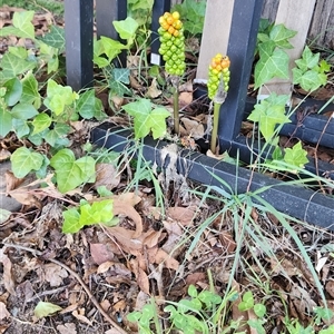 Arum italicum at Downer, ACT - 8 Dec 2024 06:44 PM