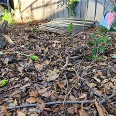 Arum italicum at Downer, ACT - 8 Dec 2024 06:44 PM