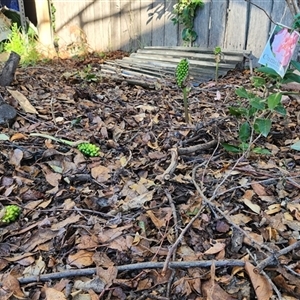 Arum italicum at Downer, ACT - 8 Dec 2024 06:44 PM