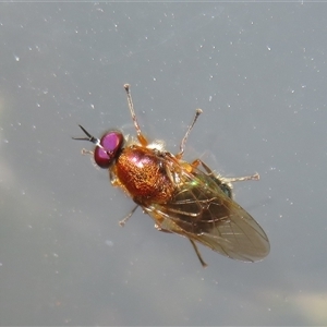 Unidentified True fly (Diptera) at Flynn, ACT by Christine