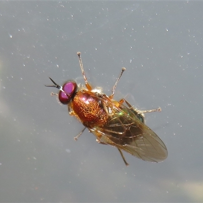 Unidentified True fly (Diptera) at Flynn, ACT - 24 Nov 2024 by Christine