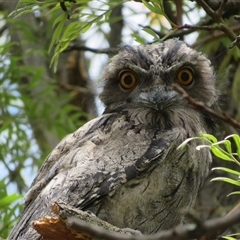 Podargus strigoides (Tawny Frogmouth) at Flynn, ACT - 25 Nov 2024 by Christine