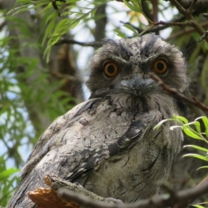 Podargus strigoides (Tawny Frogmouth) at Flynn, ACT by Christine