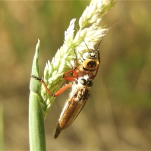 Ellipsidion australe at Murrumbateman, NSW - 8 Dec 2024