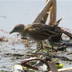 Zapornia pusilla (Baillon's Crake) at Fyshwick, ACT - 25 Nov 2024 by Christine